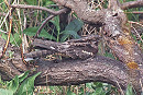 Nightjar - Joe Eckersley.