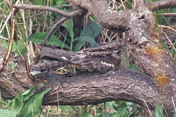 Latest sightings
