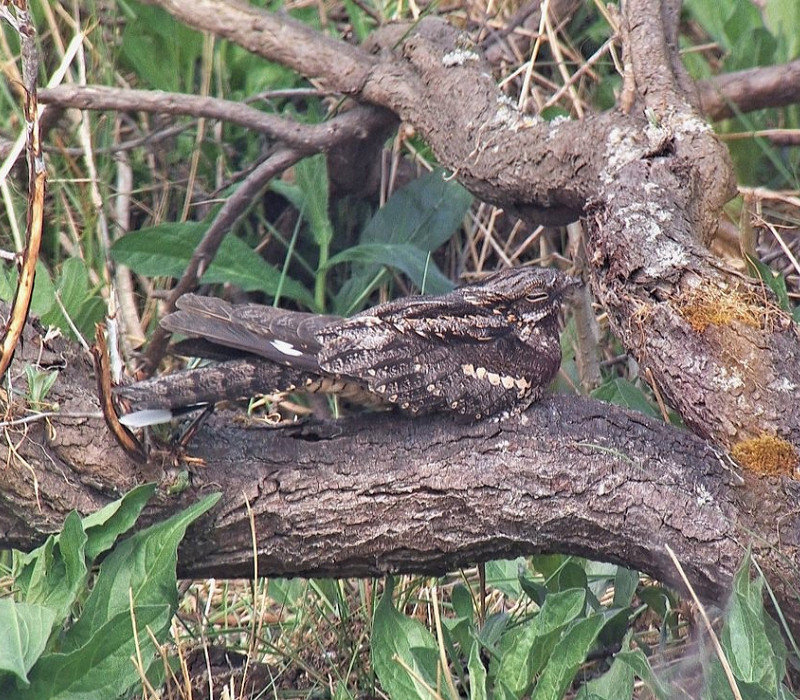 Nightjar - Joe Eckersley.