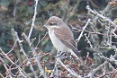 Red-backed Shrike - John Price.