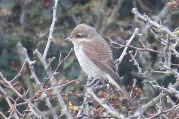 Red-backed Shrike - John Price.