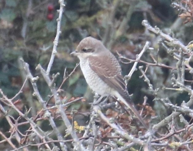 Red-backed Shrike - John Price.