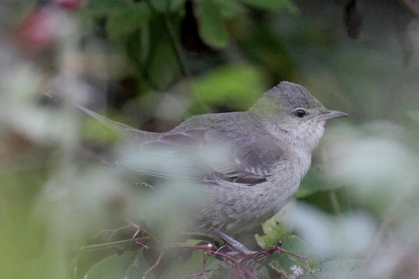 Bird sightings Wednesday, 01 October 2025