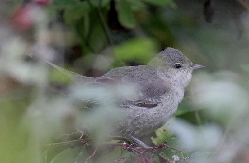 Barred Warbler - John Young.