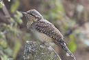 Wryneck - Jon Jones.