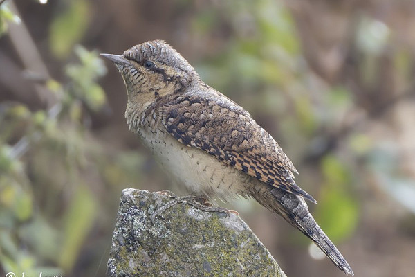 Wryneck - Jon Jones.