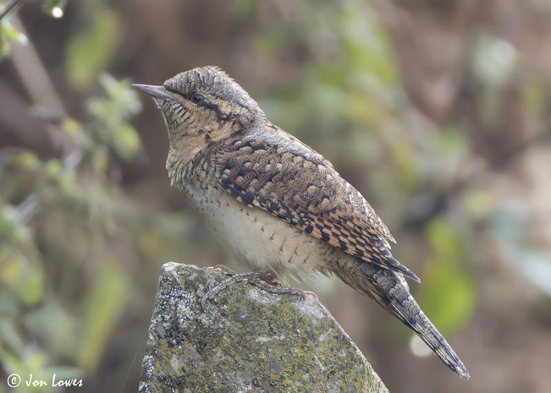 Wryneck - Jon Jones.