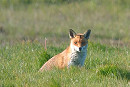 Fox - Jon Potts.