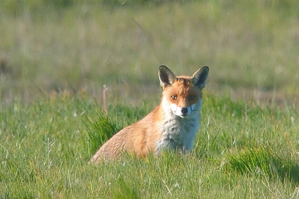 Fox - Jon Potts.