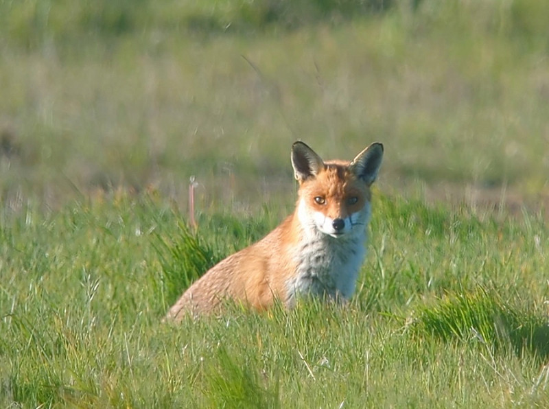 Fox - Jon Potts.