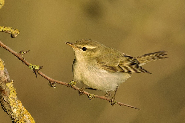 Bird sightings Tuesday, 25 August 2026