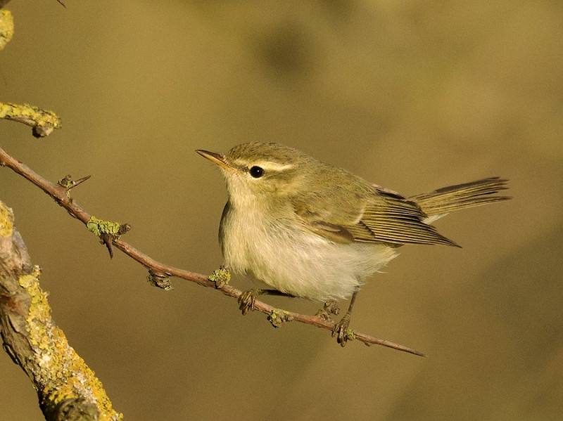 Greenish Warbler - Jack Petit.