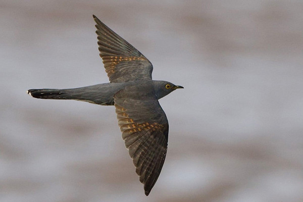 Bird sightings Friday, 10 April 2026