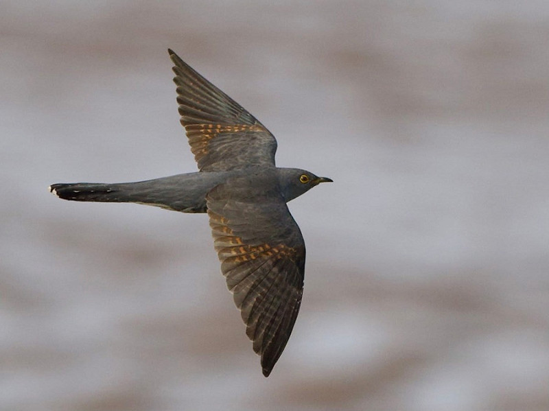 Cuckoo - Jack Pettit.