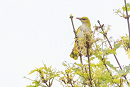 Golden Oriole - Jack Petit