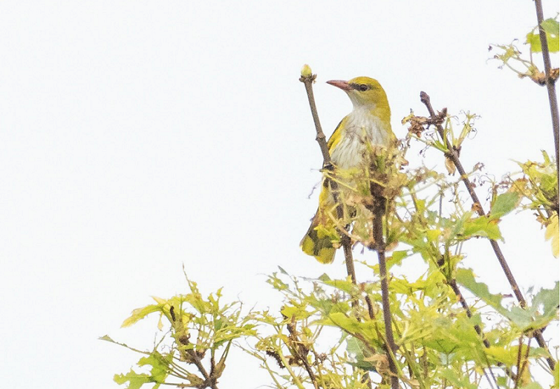 Golden Oriole - Jack Petit