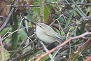 Humes Warbler - Jack Petit.