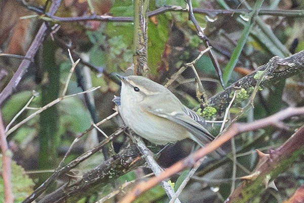 Humes Warbler - Jack Petit.
