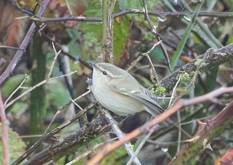 Humes Warbler - Jack Petit.