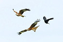 Red Kites - Jack Petit.