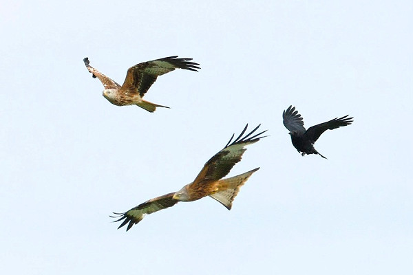 Bird sightings Friday, 05 June 2026
