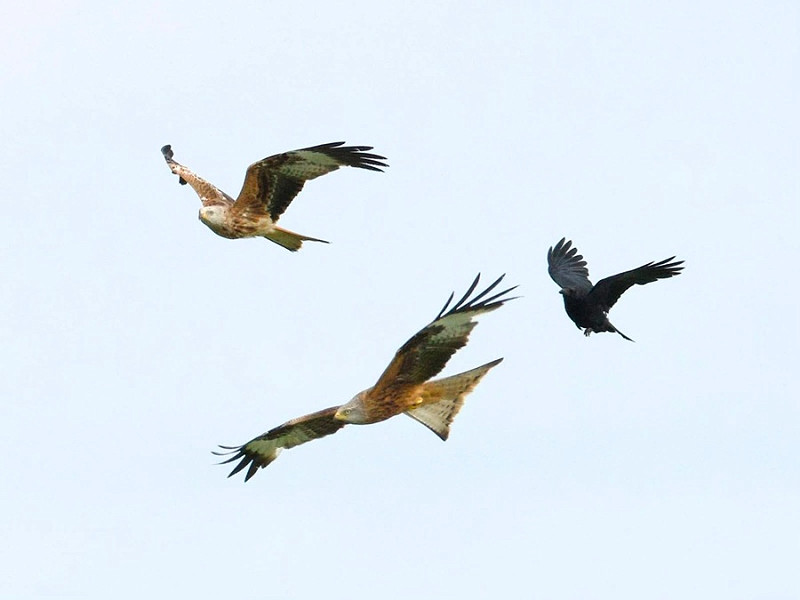 Red Kites - Jack Petit.