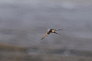 Red-rumped Swallow - Jack Pettit.