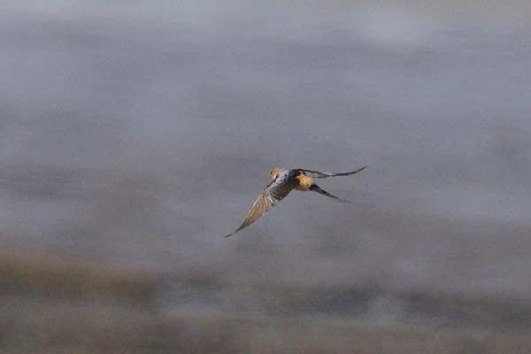 Bird sightings Wednesday, 08 April 2026