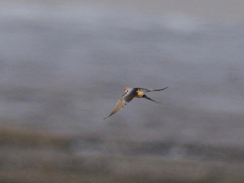 Red-rumped Swallow - Jack Pettit.