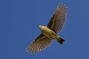 Wood Lark - Jack Petit.