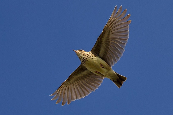 Bird sightings Thursday, 07 May 2026