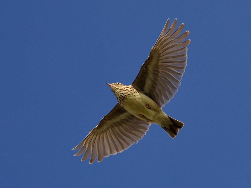 Wood Lark - Jack Petit.