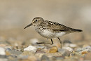 White-rumped Sandpiper - Jack Petit.