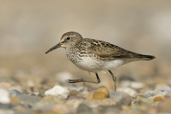 White-rumped Sandpiper - Jack Petit.
