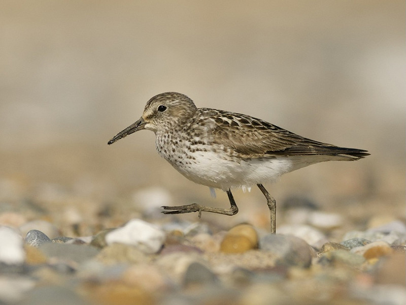 White-rumped Sandpiper - Jack Petit.