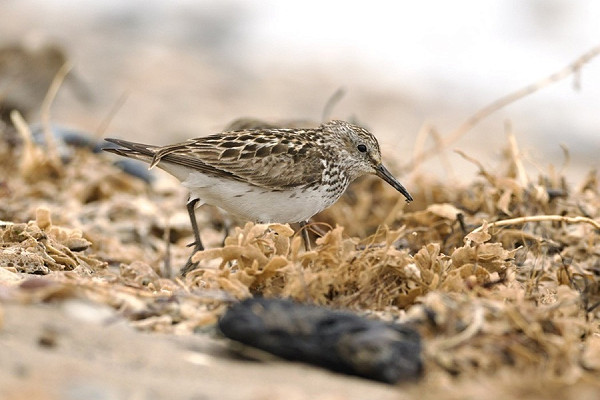 White-rumped Sandpiper - Jack Petit.