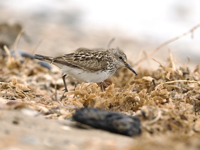 White-rumped Sandpiper - Jack Petit.