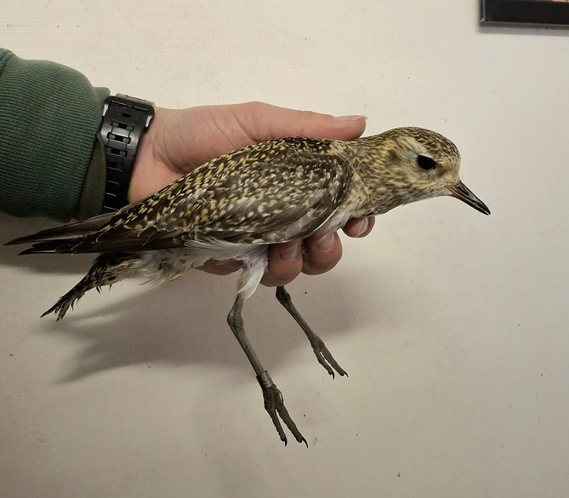 Golden Plover - Charlotte Foote.