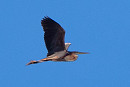 Purple Heron - Jacob Spinks.