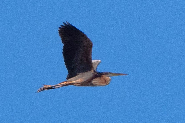 Purple Heron - Jacob Spinks.