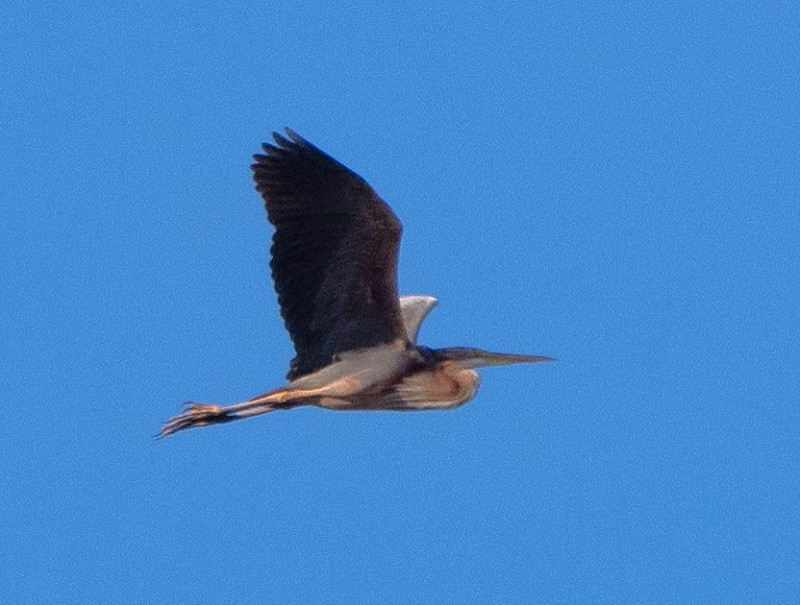 Purple Heron - Jacob Spinks.