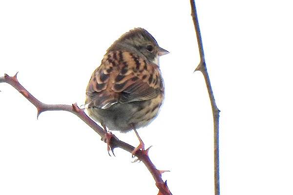 Bird sightings Monday, 19 October 2026
