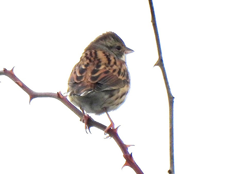 Black-faced Bunting - Karen Jayne.