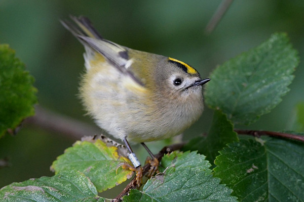 Goldcrest - Kelvin Noden.
