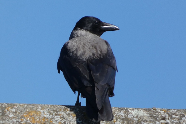 Hooded Crow (or hybrid) - Holly Fox.
