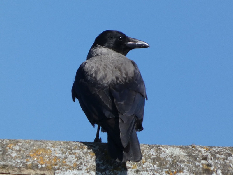 Hooded Crow (or hybrid) - Holly Fox.