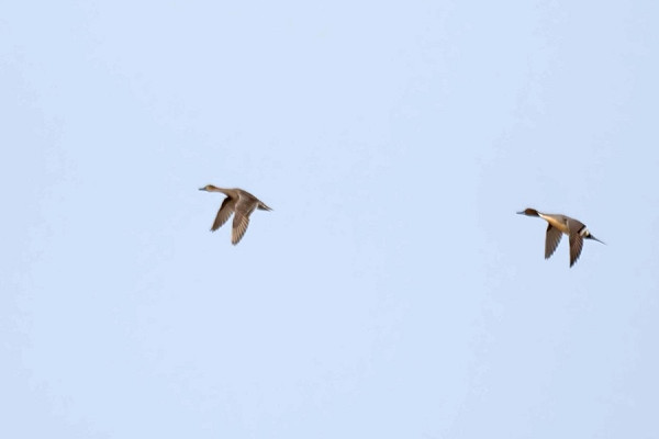 Pintails - Harry Appleyard.