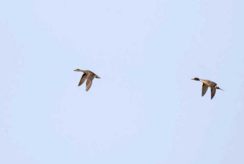 Pintails - Harry Appleyard.