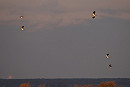 Lapwings - Harry Appleyard.