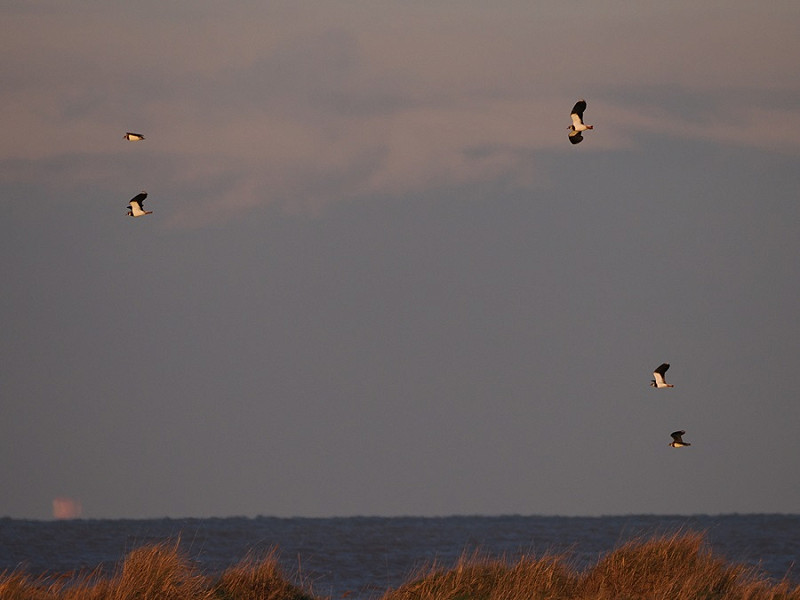 Lapwings - Harry Appleyard.